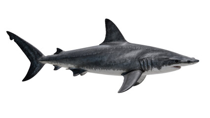 Obraz premium Large grey shark with sharp teeth, isolated on transparent background