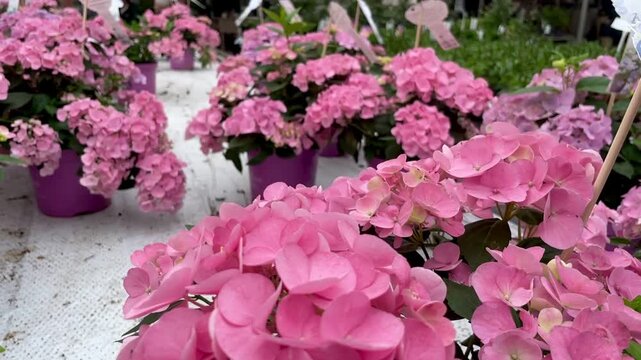 Beautiful pink hydrangeas 