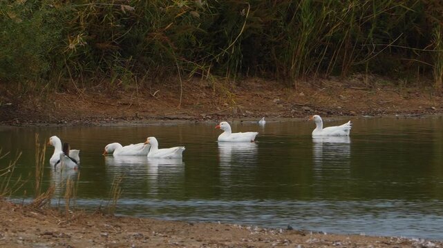Flock of domestic white and grey Toulouse geese swimming on a river water surface near an overgrown shore outdoors. Organic agricultural poultry farming livestock production, countryside eco farm. 