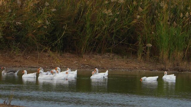 Flock of domestic white and grey Toulouse geese swimming on a river water surface near an overgrown shore outdoors. Organic agricultural poultry farming livestock production, countryside eco farm. 