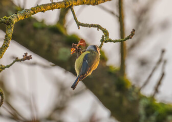 Eurasian blue tit perched on a mossy tree branch in natural light © Justin