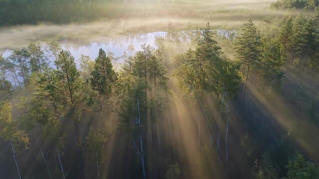 Golden morning sun rays pierce through the fog over peaceful misty bog in Finland. Aerial shot of magical Scandinavian travel destination. Lake and misty forest at sunrise