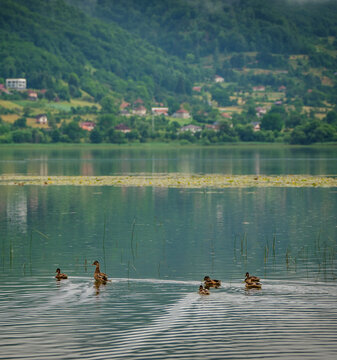 Wild ducks swimming on a calm lake surface surrounded by green hills.