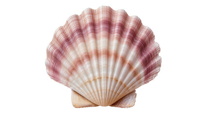Pink and beige ridged scallop seashell, isolated on transparent background © Alexa