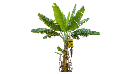 Green banana tree with bunch of yellow bananas and flower, isolated on transparent background © Alexa