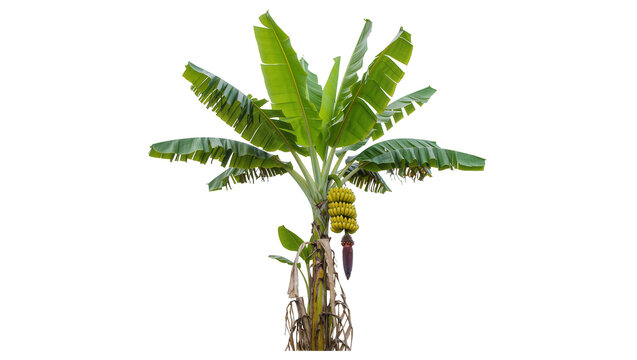 Green banana tree with bunch of yellow bananas and flower, isolated on transparent background