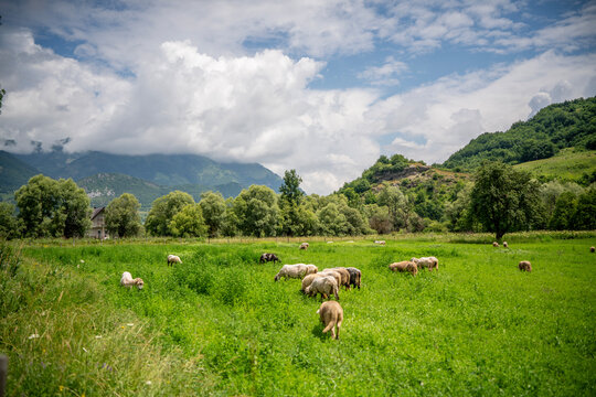 Flock of sheep grazing in a beautiful green mountain valley