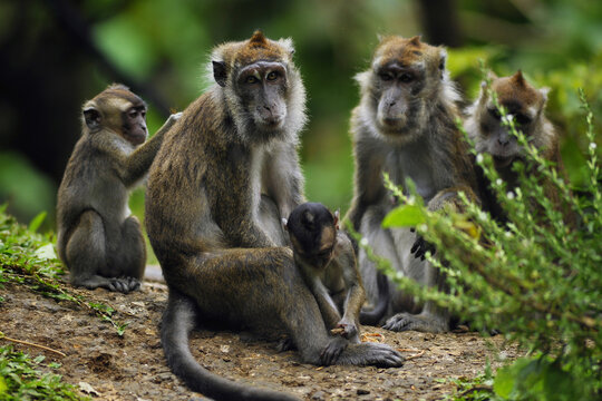 crab-eating macaque
