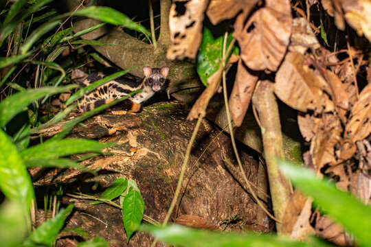 Banded linsang