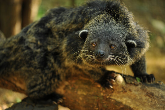 Binturong