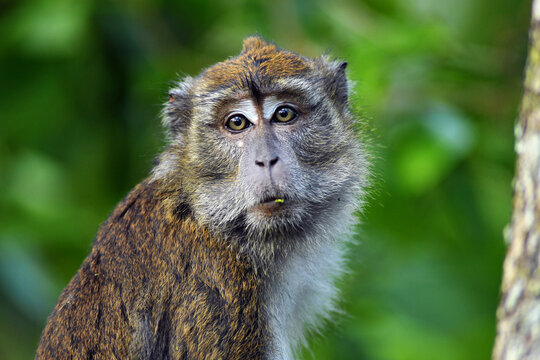 crab-eating macaque