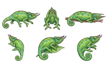 Obraz premium Chameleon Vector Illustration Set with Various Green Poses