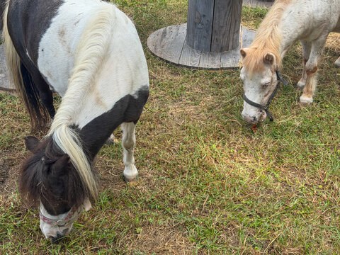 Two miniature horses grazing together in a grassy paddock, including a black and white pinto and a light cream colored horse.