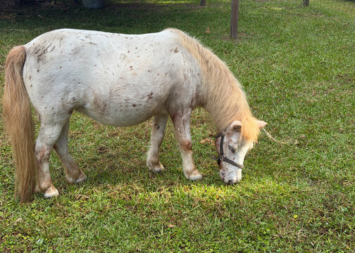 A cream colored miniature horse with subtle brown spotting grazes peacefully on green grass while wearing a halter in an outdoor farm enclosure.