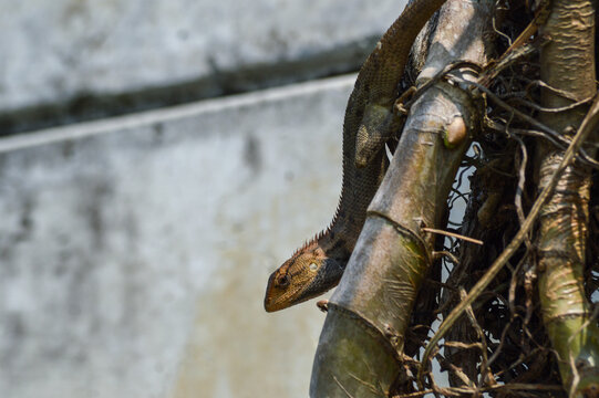 A wild oriental garden lizard or changeable lizard climbing down on a thick bamboo tree trunk with a blurred wall background.