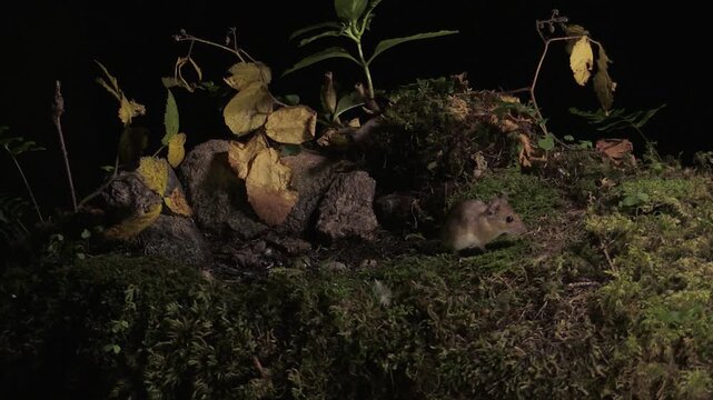 Edible Dormouse (Glis glis) at Night in the Italian Alps &ndash; Valle Brembana