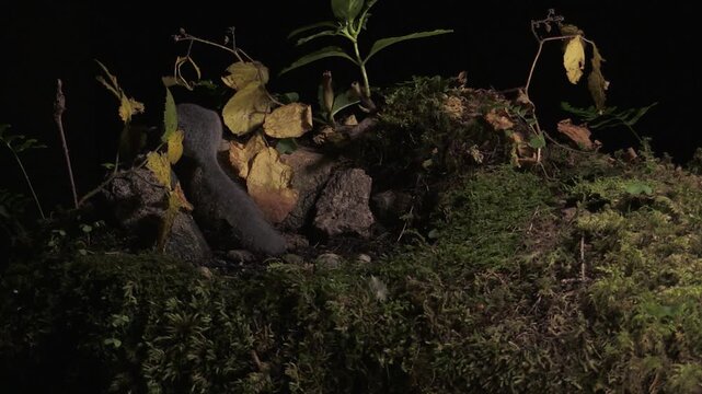 Edible Dormouse (Glis glis) at Night in the Italian Alps &ndash; Valle Brembana