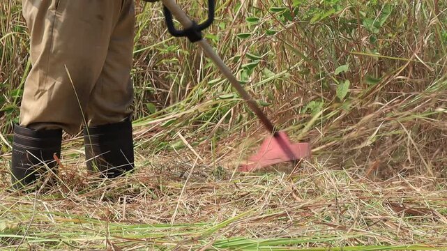 A farmer clears dry vegetation using a handheld cutter, capturing rural agricultural work, field maintenance, grass management, land care, manual labor, and countryside livelihood in rural areas.