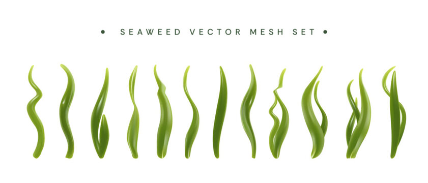 Vector set of seaweed isolated on the white background.