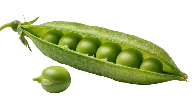 Fresh green pea pod with six round peas inside one pea outside, isolated on transparent background