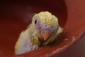 Adorable Yellow Budgerigar Chick Looking at Camera Inside Nest © Mukut