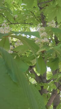 Vertical footage, Flowers and foliage of flowering Horse Chestnut, Aesculus hippocastanum swaying in the wind, camera pans forwards between swaying green leaves and inflorescences 