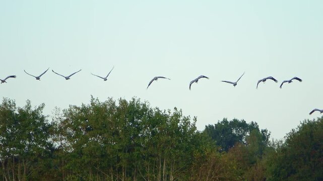 Swarm of migrating common cranes flying in formation