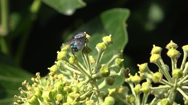 Metallic blue blowfly pollinating green ivy buds