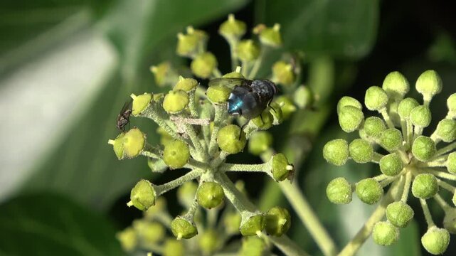 Metallic blue blowfly pollinating green ivy buds