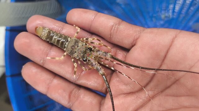 Live spiny lobster juvenile held in hand during aquaculture inspection. Marine farming and seafood industry footage.