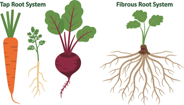Plant Root Systems Vector Illustration Comparing Tap Root System with Carrot Beet and Fibrous Root System Types for Botany and Plant Biology Science Education Graphic Designs