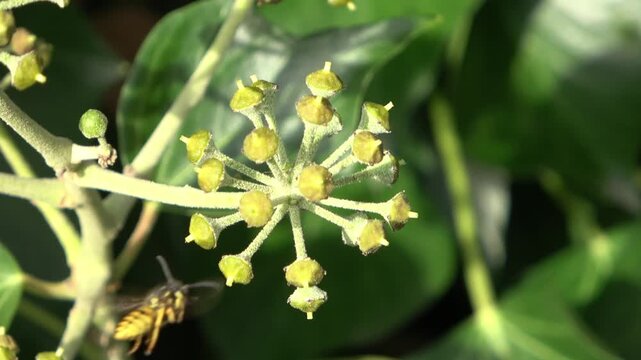 Wasp flying and collecting nectar from ivy buds
