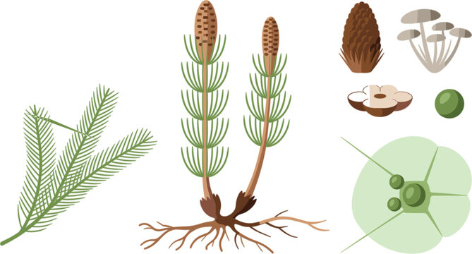 Horsetail Plant Morphology Vector Illustration Set Featuring Equisetum Shoots Strobili Spore Cone Root Rhizome Stem Cross Section and Microscopic Botanical Elements