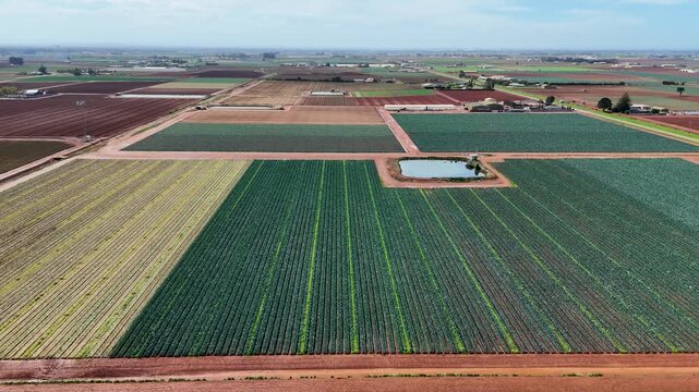 Aerial drone view of a patchwork of vegetable fields at Werribee South, Victoria, Melbourne Australia, with long rows of green leafy crops, irrigation pond, freshly ploughed soil, and flat farmland. 