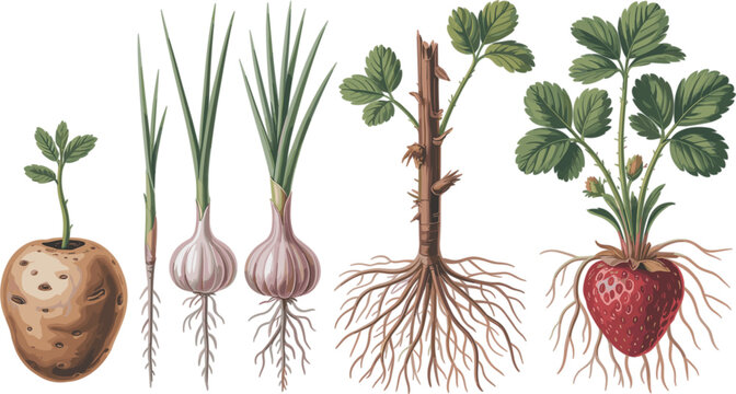 Vegetative Plant Propagation Vector Illustration Collection Showing Asexual Reproduction Methods with Potato Tuber Onion Bulb Root Cutting and Strawberry Runner