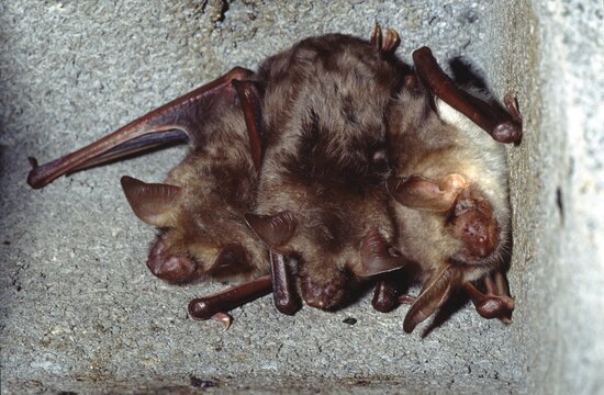 Myotis myotis