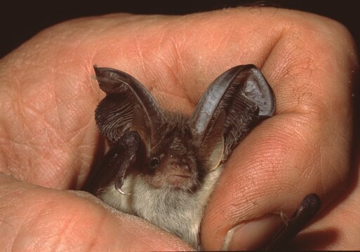 Plecotus auritus
