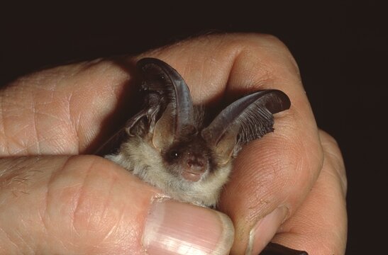 Plecotus auritus &ndash; brown long‑eared bat gently held in human hand