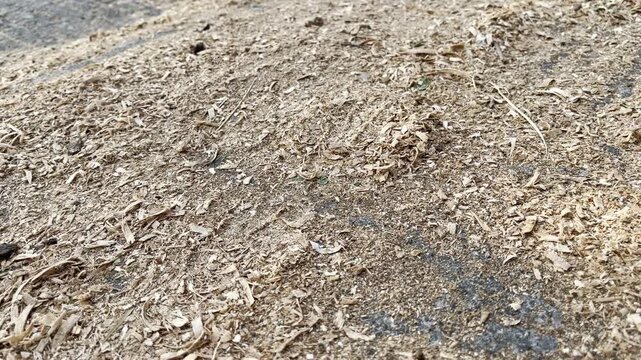 Dry wood shavings and sawdust texture covering the ground