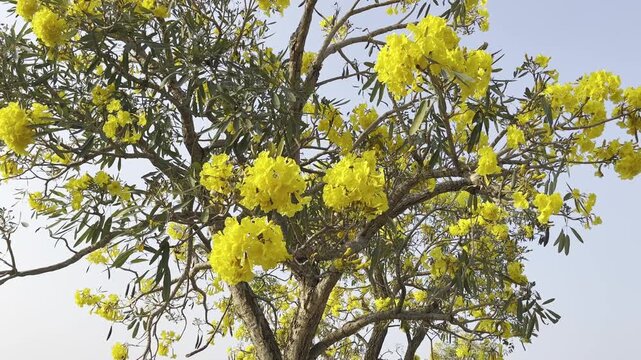 Beautiful golden trumpet tree with vibrant yellow flowers in full bloom