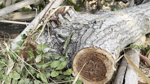 Freshly cut tree trunk with visible annual growth rings