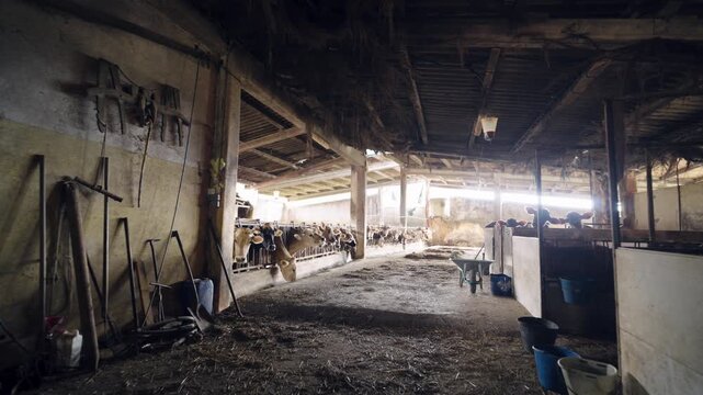 Herd of domestic cattle eating hay from a trough inside a rustic old barn. Concept of dairy farming, livestock, and cheese production