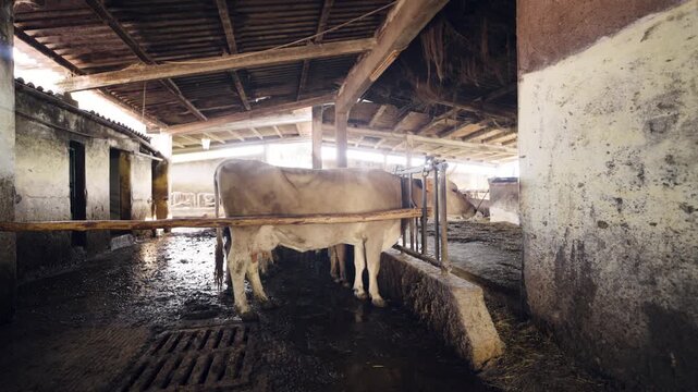 Dairy cow standing inside a rustic and muddy barn. Livestock farming for milk and cheese production. Authentic agricultural business scene