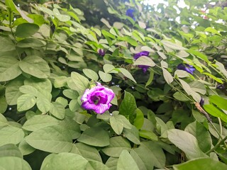 Beautiful Purple Morning Glory Flower Blooming Amidst Lush Green Foliage in Natural Garden Setting © Aminul
