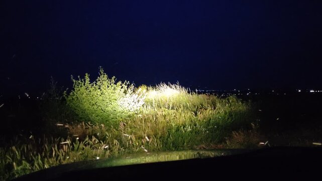 Many mosquitoes flying in car headlights at night near green bushes, view from inside car