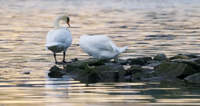 Two mute swans are preening their feathers on the shore of the Rhine on the Rhine Island between the Rhine and the Grand Canal d'Alsace. Source: N-RAW, native resolution 8.3K, 12-bit, N-Log, ISO 800
