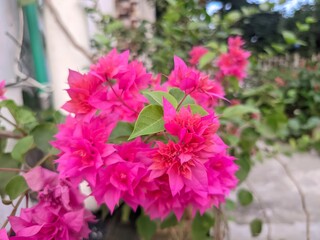 Vibrant Pink Bougainvillea Flowers Blooming Lush Green Leaves Outdoor Garden Natural Beauty © Aminul