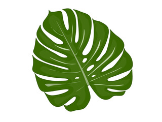A single of Monstera leaf illustrations. Hand-drawn line art for wallpaper and design. © Hani chusna
