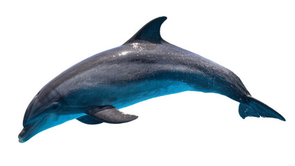 Sleek dark grey dolphin with blue undertones leaping gracefully, isolated on transparent background © Alexandra