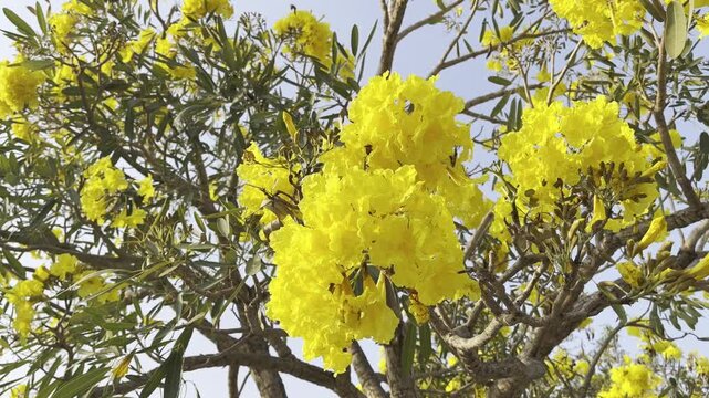Close up of yellow tabebuia flowers under bright blue sky